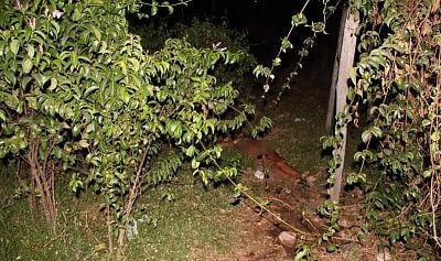 43-20yo-20woman-20stabbed-20in-20her-20backyard-2001.jpg