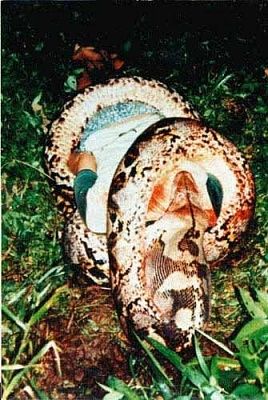 snakeeatingman.jpg