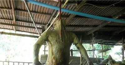 lovelydisgrace.com-heavily-decomposed-corpse-3.jpg