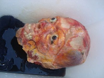 skinned-20head.jpg