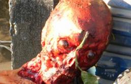 Skinned%20Head-14.JPG