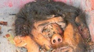 Skinned%20Head-15.JPG