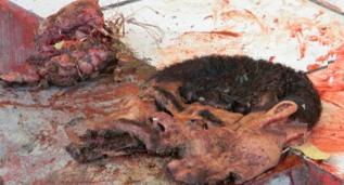 Skinned%20Head-16.JPG