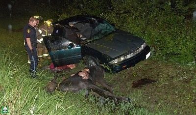 moose.jpg
