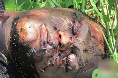 midaged-20man-20found-20executed-20next-20day-2008.jpg