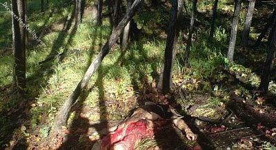 man-killed-bear-1.jpg