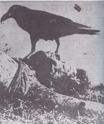 raven.jpg