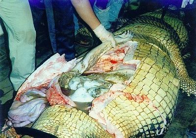 aligator4.jpg