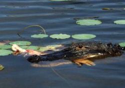 ALIGATOR3.jpg