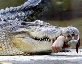 aLLYGATOR.jpg