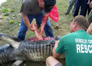 ALIGATOR1.jpg