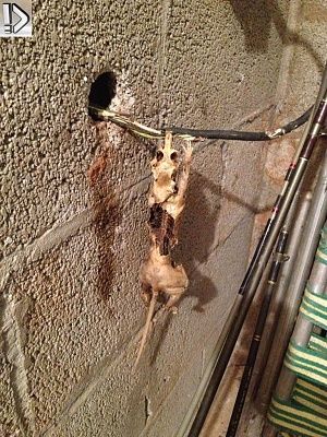 electrorat.jpg