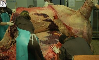 hippo2.jpg
