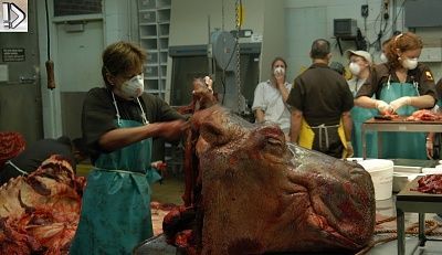 hippo4.jpg