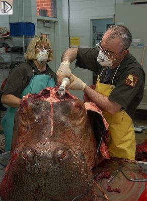 hippo5.jpg