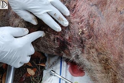 hyena1.jpg