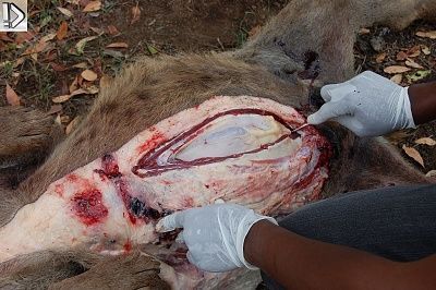 hyena3.jpg