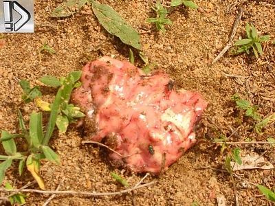 crispy-20meat-20and-20fried-20brains-20-287-29.jpg