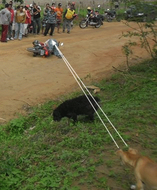 Name:  anidogs.gif
Views: 3895
Size:  89.4 KB