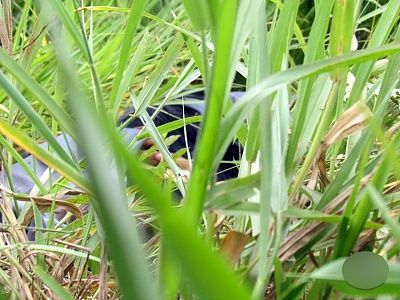woman-20found-20dead-20at-20roadside-2014.jpg