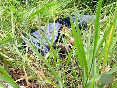 woman-20found-20dead-20at-20roadside-2015.jpg
