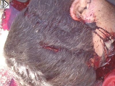 bleeding-20guy-20-288-29.jpg