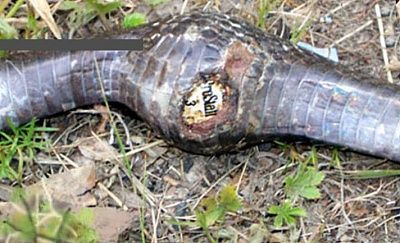 snakeball.jpg