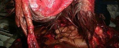 goregrish.gg68772_10151396177645312_1528169118_n.jpg
