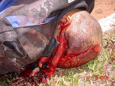 random-20gore-20pic-20thread-20-2815-29.jpg