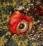 eyeball.jpg