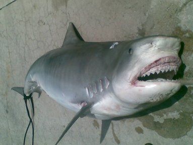 shark7.jpg