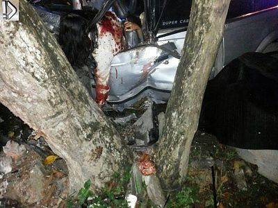 brutal-20car-20coll-20tree-20-281-29.jpg