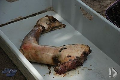 crimedamala-019.jpg