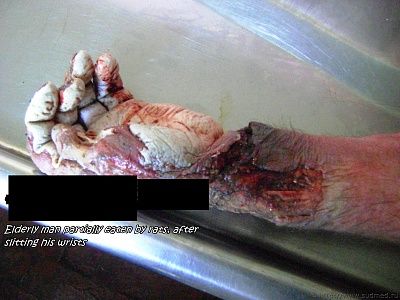 lovelydisgrace.com-man-eaten-rats-3.jpg