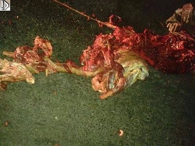 pointers-20and-20corpse-20-285-29.jpg
