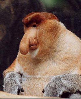 monkey%20proboscis.jpg