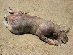 250px-RhodeislandMonster.jpg