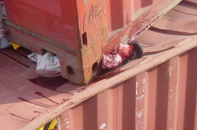 crushed_to_death_by_shipping_container_003.jpg