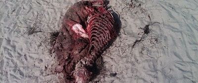 cojo-shark-massacre.jpg