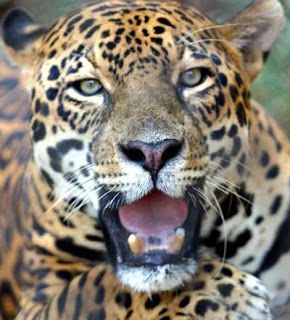 man_killed_by_jaguar_7.jpg
