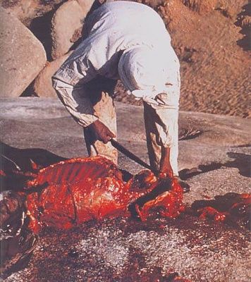 random_collection_of_gore_021.jpg