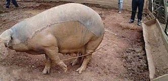 pig1.jpg