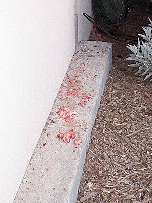 porsche_carnage_07.jpg