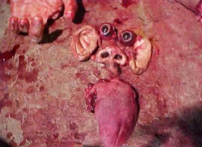 murderbus3.jpg
