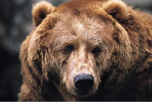 grizzly_bear_animal200h.jpg