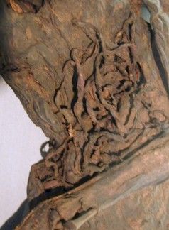 nl.assen.weerdinge.intestines.jpg