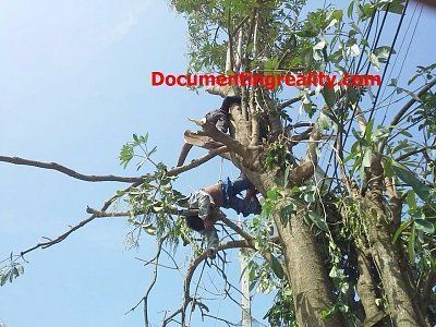 treee11.jpg