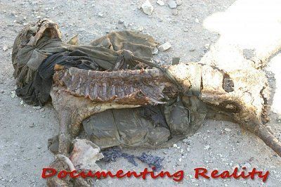 1skeletons-bodies-still-iraqi-battlefields.jpg