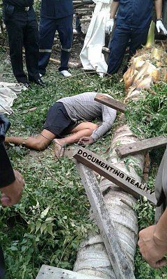 man-srushed-tree-01.jpg