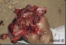 shotgun-headshot-suicide-02-500x308_thumb-5b19-5d.jpg